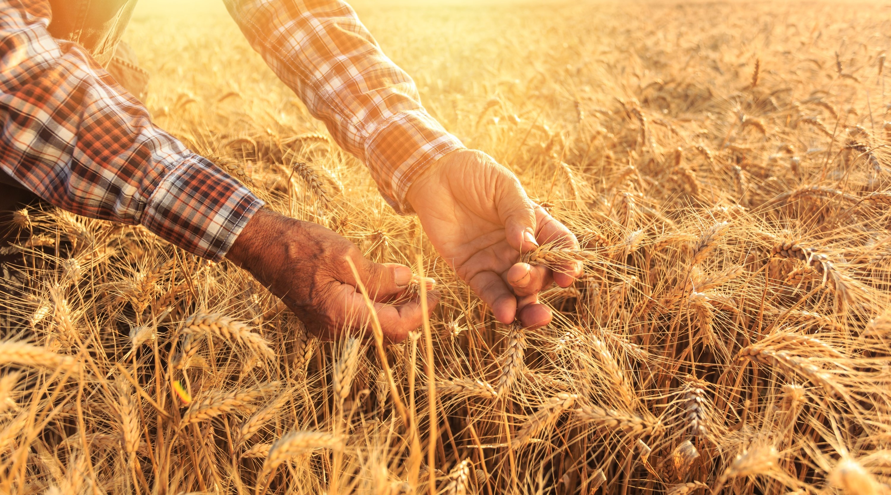Hands inspecting ripe wheat in a golden grain field at sunset, close-up of an agricultural harvest scene.